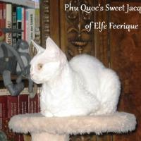 Phu Quoc's Sweet Jacqueline